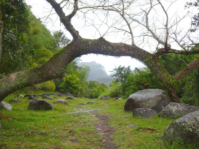 Couché depuis longtemps, cet arbre résiste mieux aux cyclones