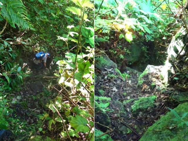 La vigne marronne rêve de boucher le sentier. Se munir d'un petit sécateur