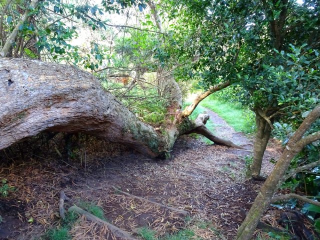 Hélas, on rencontre de plus en plus de tamarins terrassés par les cyclones
