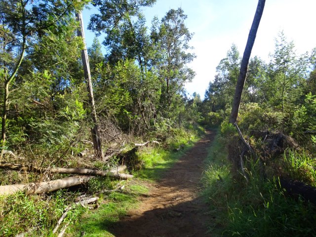 Une partie envahie d'acacias noirs