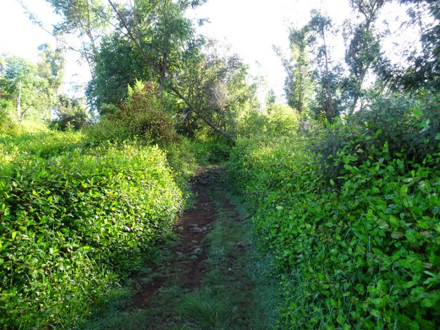 La renouée du chinois recouvre de plus en plus de surface