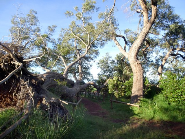 Le sentier passe entre un tamarin mort et un autre bien vivant