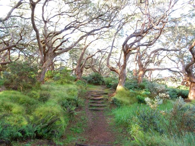 Ici, la petite forêt semble intacte