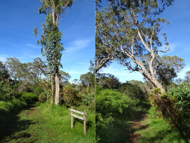 Quelques arbres isolés résisteront difficilement au prochain cyclone
