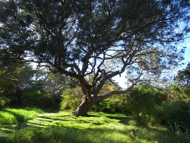 Énorme tamarin solitaire sur une jolie pelouse