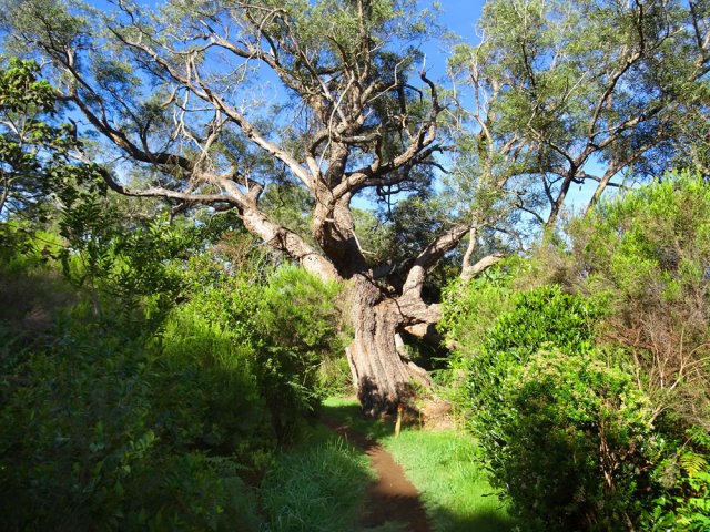 Un autre au plus près du sentier