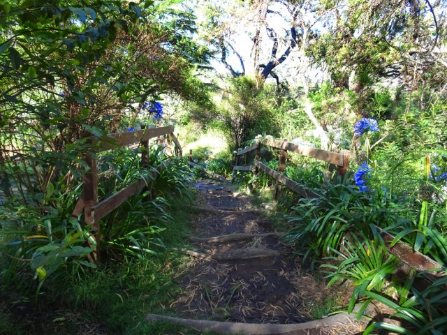 Le sentier bordé d'agapanthes à l'approche du parking