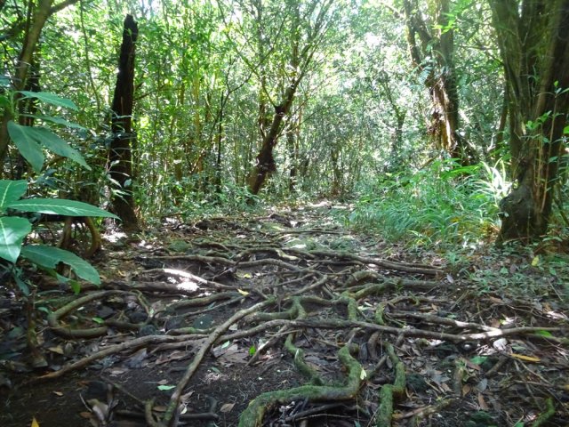 Le tour de la Forêt de Bois Blanc - Carte de La Réunion