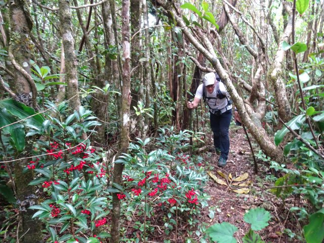 Les goyaviers, heureusement, n'ont pas encore tout envahi