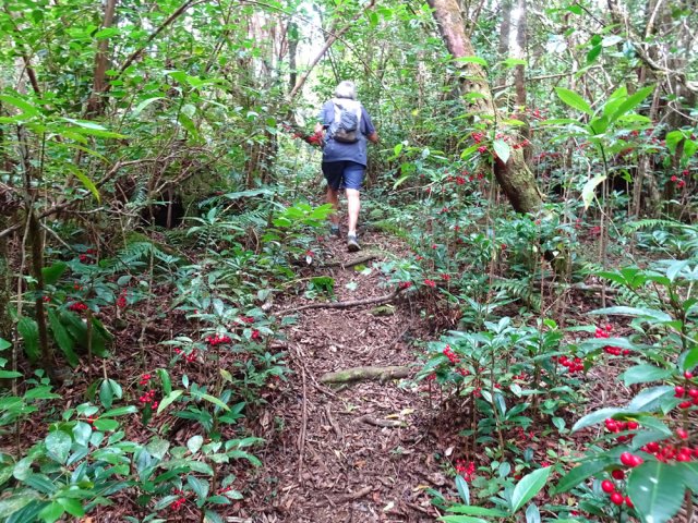 Passage large et facile entre les bois Noël