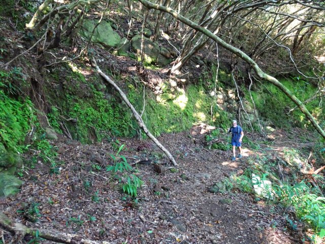 Ancienne piste bordée d'un bois de jamrosats