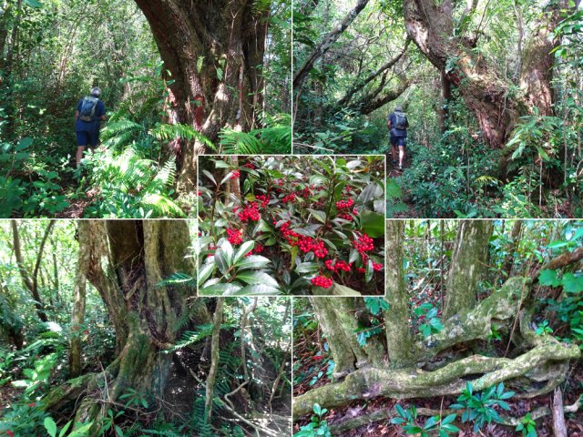 De magnifiques troncs de bois de rempart et de bois maigres bordent le sentier