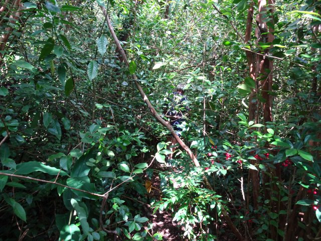 Le sentier est de plus en plus bouché par les goyaviers et autres invasives