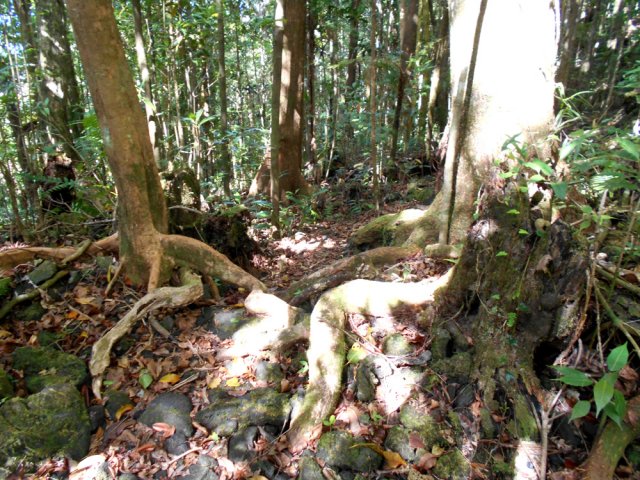 La forêt de Mare Longue accueille de grands arbres aux racines impressionnantes