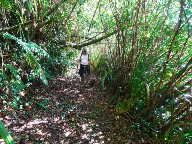 Le sentier reste large malgré les goyaviers