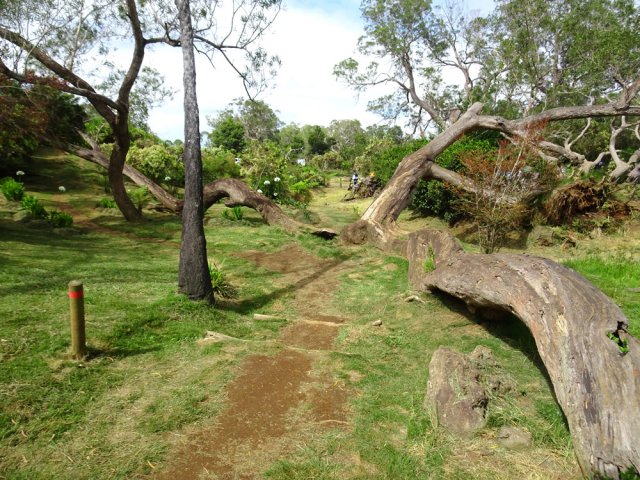 Un tamarin au sol est rarement un tamarin mort