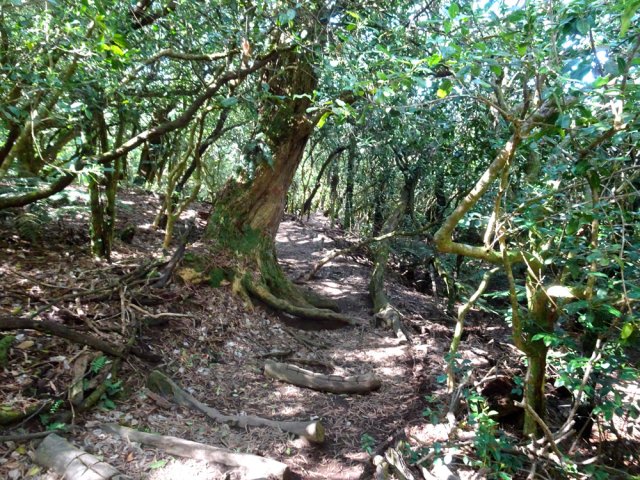 Quelques racines encombrent parfois le sentier