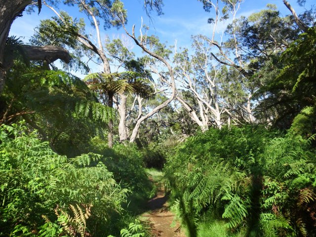 Quelques fougères en bordure du sentier