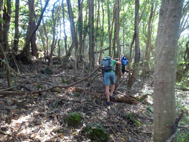 Traverser le bois en direction du champ de canne qu'on aperçoit de la rivière