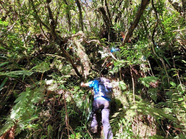 Il faut s'accrocher aux branches pour rejoindre le cours d'eau
