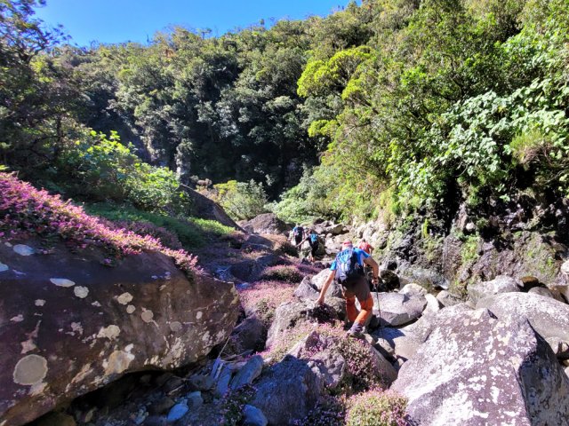 Descente habituelle de ravine sur les renouées recouvrant les rochers