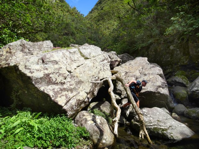 L'arbre est très utile pour escalader un gros rocher