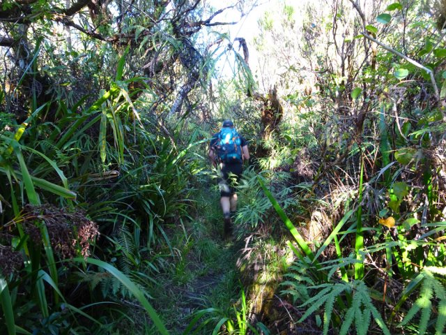 Emprunter une très courte portion du Sentier de Takamaka