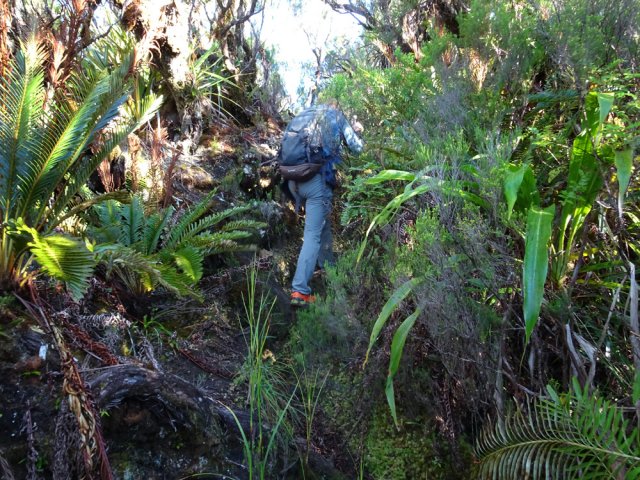 Le sentier est assez bien marqué dans les branles moussus et fougères