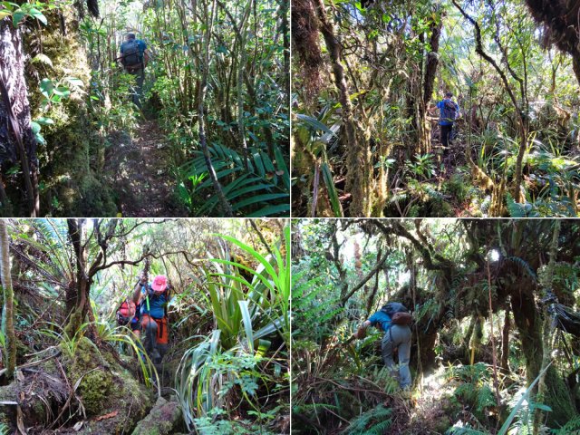 La traversée est courte mais intense dans la forêt primaire