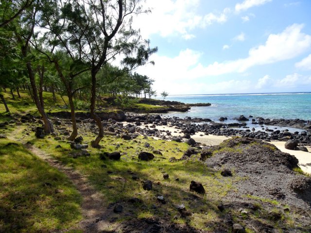 De plus en plus de filaos qui donnent un peu d'ombre