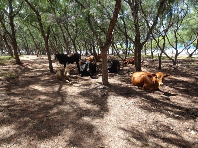 Vaches en liberté cherchant un peu d'ombre