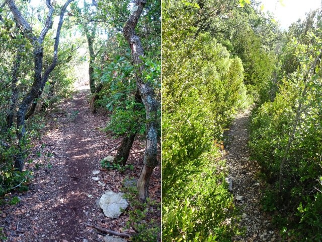 Une grande partie est bordée de chênes ou de buis
