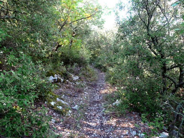 Prendre à gauche au croisement et suivre un nouveau sentier en forêt de chênes
