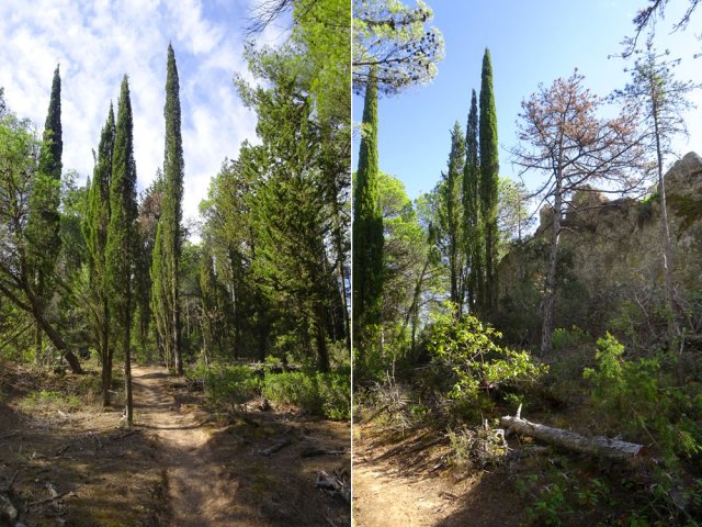 On traverse de beaux sous-bois de hauts cyprès de Provence