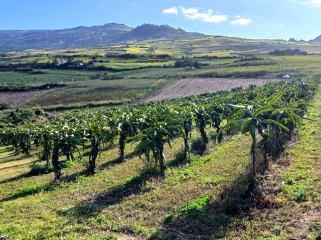 La région est propice à la production de pitayas, de plus en plus consommés sur l'île