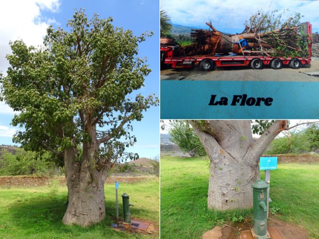 Un baobab replanté bénéficie de l'eau coulant de la fontaine