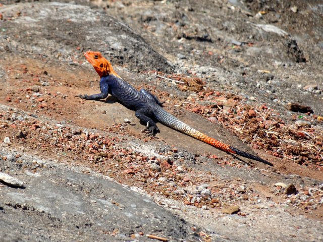 Un agame des colons orangé mâle guettant sa femelle verdâtre