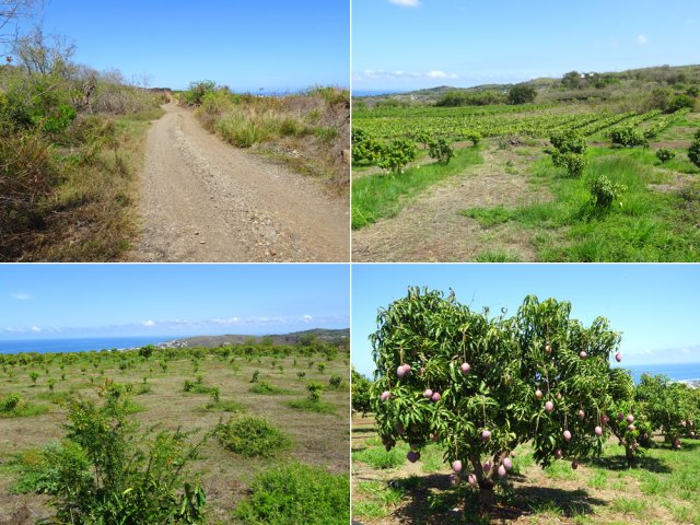 De grandes étendues de vergers bordent la longue piste