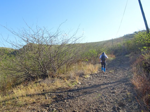 Plusieurs lacets sur terre et cailloux dans les épineux
