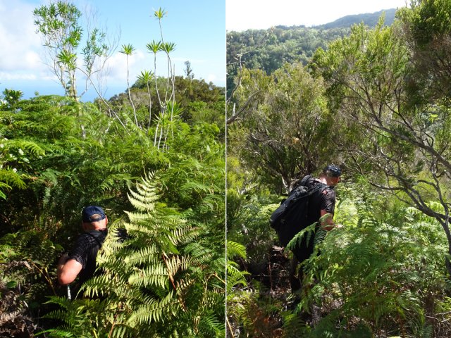 De hautes fougères ralentissent la progression