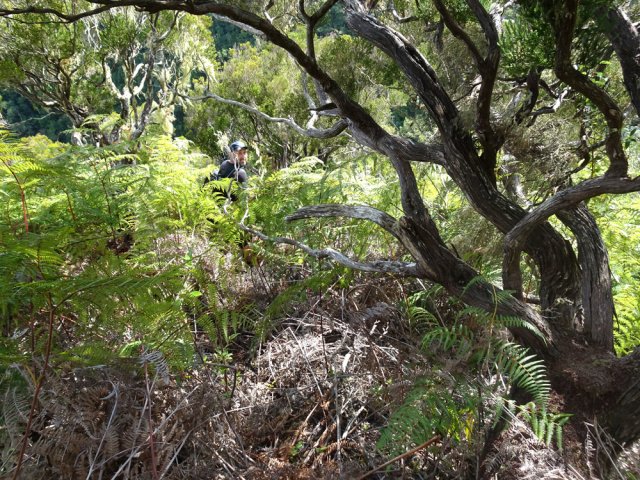 De vieux et beaux branles avant d'entamer la descente