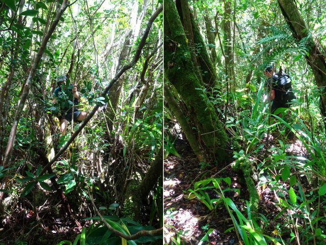 Plongée glissante vers le Grand Bras et la cascade Chinois qu'on entend déjà couler