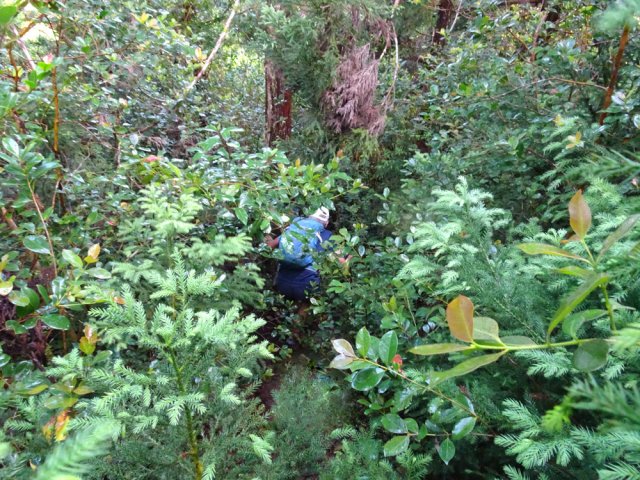 Très forte descente glissante avec jeunes cryptomerias pour se maintenir debout