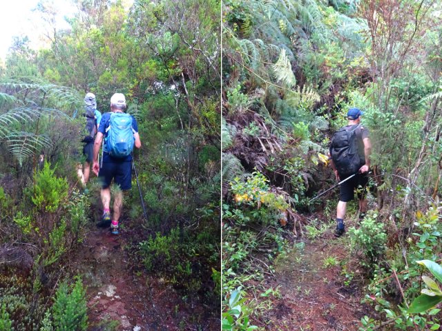 Très ancienne piste le long des plantations de cryptomerias