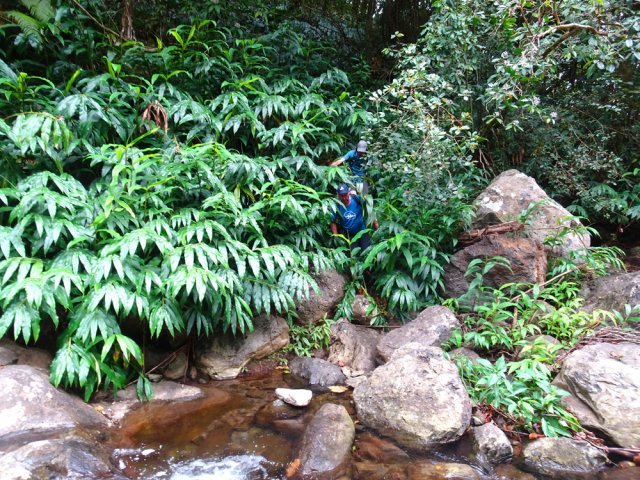 Il surgit sur la berge entre les touffes de longoses à 2 pas du haut de la chute