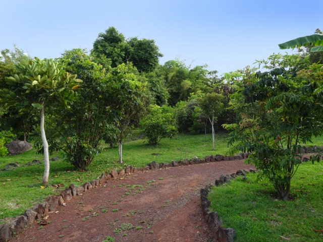 Pente légère entre les jeunes plantations