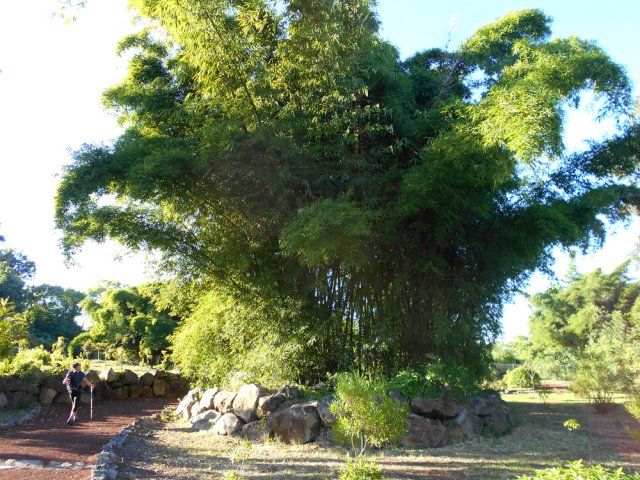 On rencontre de belles touffes de bambous