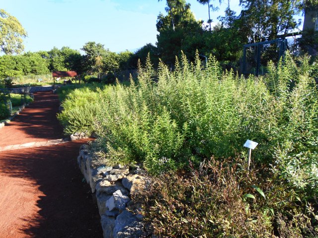 La zone est comporte de grandes plantations d'aromatiques