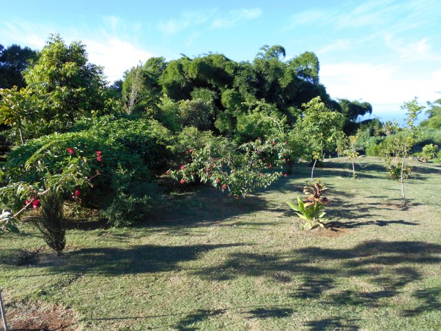 Entamer la descente vers le parcours sportif en poursuivant la visite des plantations