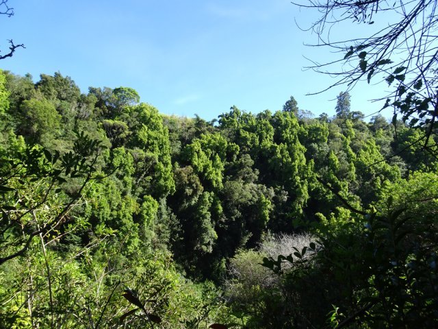 On domine la Ravine des Cafres aux rives très boisées
